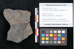 Foto (Objekt + Etikett) von Cupanites novae zeelandiae Ettingshausen (NHMW-GEO-2024-0188-10258)